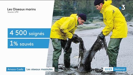 Amoco Cadiz : le drame des oiseaux mazoutés