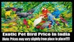 All Pet Birds Prices in India - Parrots and Parakeets