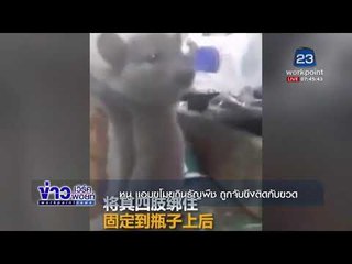 หนู แอบขโมยกินธัญพืช ถูกจับขึงติดกับขวด | ข่าวเวิร์คพอยท์ | 31 ต.ค.60