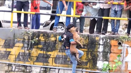 10 ЖИВОТНЫХ, КОТОРЫМ НЕРЕАЛЬНО ПОВЕЗЛО