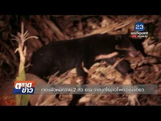 เจอแล้วหมีควาย 2 ตัว อาละวาดบุกไร่ข้าวโพดวังน้ำเขียว l ข่าวเวิร์คพอยท์ l 6 พ.ย. 60