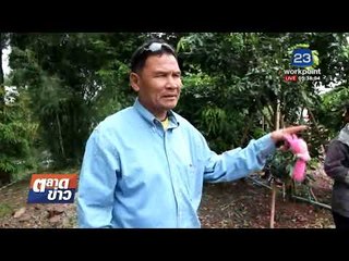 ชาวสวนเมืองจันทบุรีสุดเซ็ง หลังช้างป่าหันมากินลำไย    I  ตลาดข่าว 7 พ.ย.60