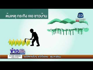 4 วัน 3 ตัว ล่ากระทิงวังน้ำเขียว l ข่าวเวิร์คพอยท์ l 14 พ.ย. 60