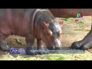 สวนสัตว์โคราช เลี้ยงบุฟเฟ่ต์ฉลองลูกฮิปโปตัวแรก l ข่าวเวิร์คพอยท์ ดึก l 30 พ.ย.60