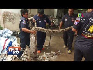 อึ้ง! งูเหลือมท้องป่อง ขย่อนตัวเงินตัวทองยาวกว่า 1 เมตร l ข่าวเวิร์คพอยท์ l 21 พ.ย. 60