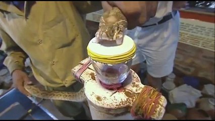 Snake venom and blood