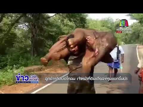 ลูกช้างติดบ่อโคลน เจ้าหน้าอินเดียลงทุนแบกขึ้นบ่า | ข่าวเวิร์คพอยท์ เที่ยง 28ธ.ค.60