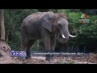 พลายอุเทนคลั่งถูกดึงหาง ไล่เหยียบนทท. ดับ 1 l ข่าวเวิร์คพอยท์ l 22 ธ.ค. 60