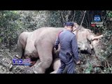 พบ”เจ้าด้วน” ช้างพลายป่ากุยบุรี นอนตายอยู่ริมชายป่า  |ข่าวเวิร์คพอยท์ ดึก| 12 ม.ค. 61