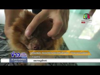 ฟาร์มสุนัข จ่อเอาผิดนายแพทย์ทรมาน “ปอมเมอเรเนียน” |ข่าวเวิร์คพอยท์| 16 ม.ค. 61