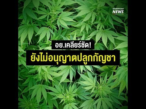 อย.เคลียร์ชัด! ยังไม่อนุญาตให้ปลูกกัญชา