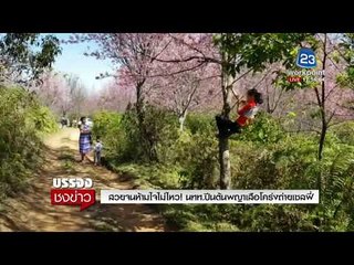 สวยจนห้ามใจไม่ไหว! นทท. ปีนต้นพญาเสือโคร่งถ่ายเซลฟี่ l บรรจงชงข่าว l 19 ม.ค. 61