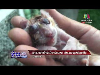 ลูกแมวเกิดใหม่หน้าเหมือนหนู เซียนหวยแห่ตีเลขเด็ด จ.เชียงใหม่ l ข่าวเวิร์คพอย์ l 1 ก.พ. 61