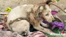 Cachorrinho  grita de dor após perder metade de sua orelha