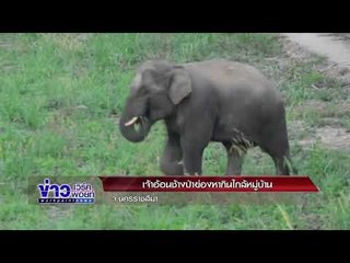 ช้างป่าใหญ่ หลับลึกขวางทางถนน l ข่าวเวิร์คพอยท์ l 2 ก.พ. 61