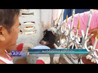 หมาวิ่งไล่กัดคู่อริ หัวติดรั้วบ้าน จ.ชลบุรี l ข่าวเวิร์คพอยท์ l 9 ก.พ. 61