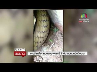 ชาวบ้านเชื่อ! ทวดงูบองหลา มี 9 ตัว ลบหลู่หวิดมือขาด | บรรจงชงข่าว | 9 ก.พ. 61