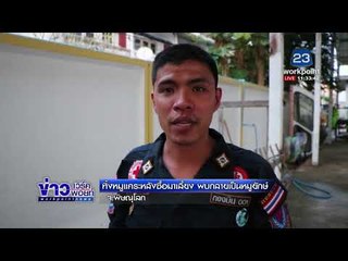 ทิ้งหมูแคระหลังซื้อมาเลี้ยง พบกลายเป็นหมูยักษ์ จ.พิษณุโลก l ข่าวเวิร์คพอยท์ l 19 ก.พ. 61