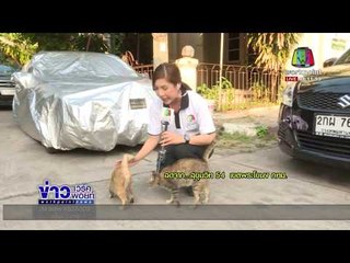 หนุ่มใจโหดฟาดแมวจนตายนับ 10 ตัว l ข่าวเวิร์คพอยท์ l 26 ก.พ. 61