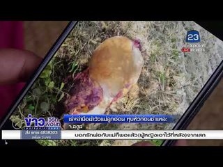 เร่งล่ามือฆ่าวัวแม่ลูกอ่อน ทุบหัวก่อนชำแหละ l ข่าวเวิร์คพอยท์ l 14 ก.พ. 61