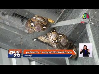 งูเหลือมยาว 3 เมตรซุกตัวใต้หลังคาโรงงาน | ข่าวเวิร์คพอยท์ | 2 มี.ค. 61