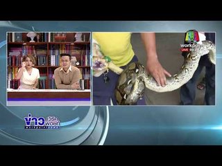 ผงะ! งูเหลือมยักษ์ซุกตัวบนหลังคาคลังอะไหล่ จยย.  l ข่าวเวิร์คพอยท์ l 1 มี.ค.61