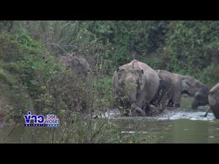 พบสมเสร็จสัตว์ป่าหายากในอุทยานแห่งชาติกุยบุรี l ข่าวเที่ยงเวิร์คพอยท์  l 5 มี.ค. 61