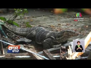 ตัวเงินตัวทองระบาด รุมกัดสัตว์น้ำที่ชาวบ้านเลี้ยง l ข่าวเวิร์คพอยท์ l 23 ก.พ. 61