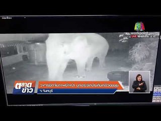 วงจรปิดจับภาพช้างป่า บุกประชิดบ้านกินกลัวยขนุน จ. จันทบุรี  l ข่าวเวิร์คพอยท์ l 19 ก.พ. 61 (เช้า)