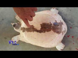 พบตะพาบเผือก คอหวยแห่ขอเลขเด็ด l ข่าวเวิร์คพอยท์ l 1 มี.ค.61