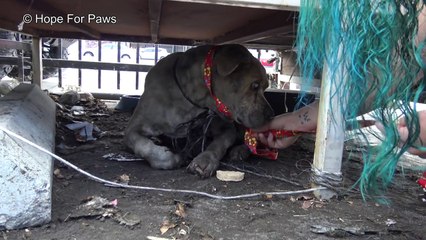 Pit Bull idoso e cego que lutava para sobreviver nas ruas, agora dorme quentinho na sua cesta