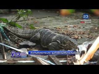 ตัวเงินตัวทองระบาด รุมกัดสัตว์น้ำที่ชาวบ้านเลี้ยง l ข่าวเวิร์คพอยท์ ดึก l 22 ก.พ.61