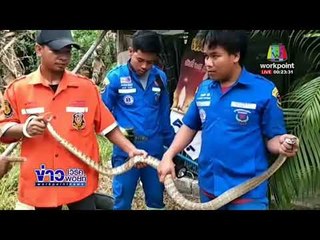 แทบช็อก! หนุ่มนั่งปลดทุกข์เจอ “งูสิงดง”โผล่ในชักโครก  l ข่าวเวิร์คพอยท์ l 6 มี.ค.61