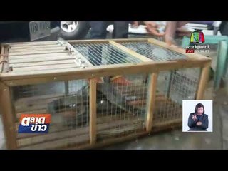 กู้ภัยบุกจับงูจงอางยักษ์ แอบซุกท่อระบายน้ำ l ข่าวเวิร์คพอยท์ l 9 มี.ค.61