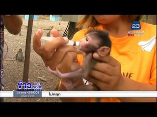 สาวช่วยลูกลิงน้อย เผยเลี้ยงดูต่ออีก 1 ปี | ข่าวเวิร์คพอยท์ | 6 มี.ค. 61