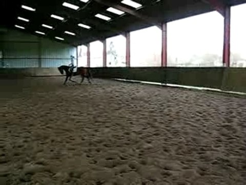 jument dressage KWPN trot main gauche