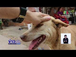 สธ เตือนล้างแผลทายา ลดติดเชื้อพิษสุนัขบ้า l ข่าวเวิร์คพอยท์ l 11 มี.ค. 61