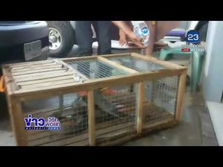 จับงูจงอางยักษ์ 4 เมตร มุดท่อระบายน้ำ l ข่าวเวิร์คพอยท์ l 8 มี.ค.61