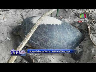 ช่วยแม่เต่าตนุกลับทะเล หลังวางไข่หมดแรง l ข่าวเที่ยงเวิร์คพอยท์ l 13 มี.ค. 61