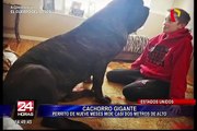Cachorro gigante: tiene nueve meses y mide casi dos metros