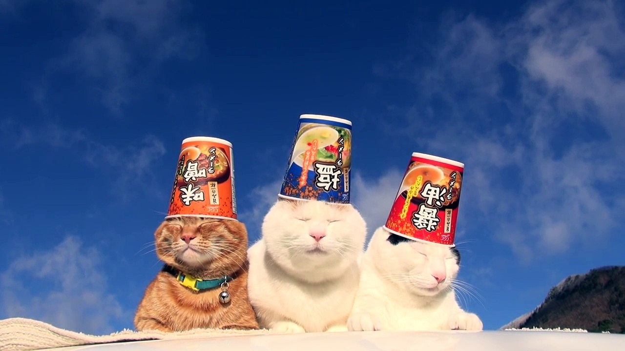 cats