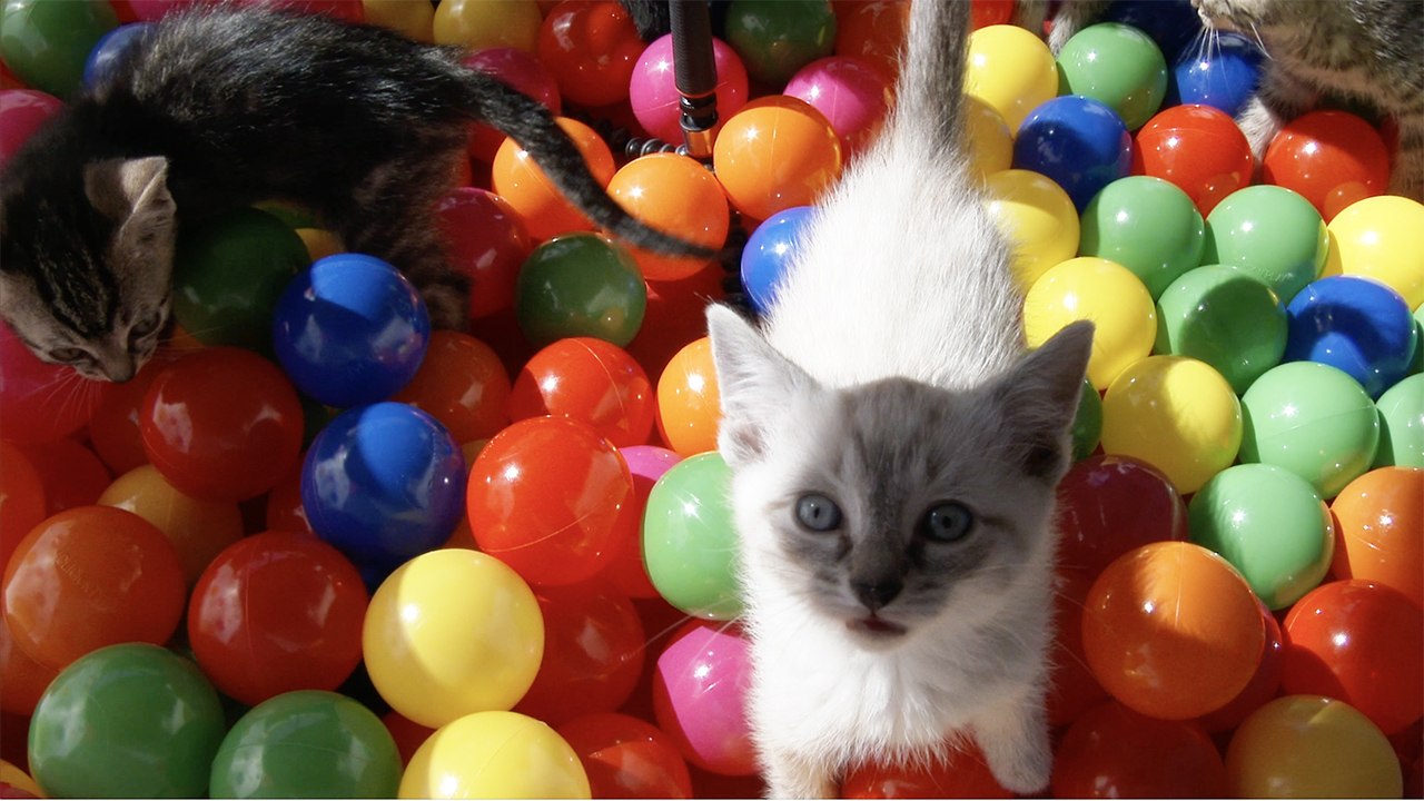 Ball Pit + Kittens = Lots Of Cute Fun!!