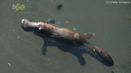Platypus Milk Could be the Key to Defeating 'Superbugs'