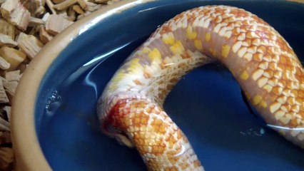 Mais pourquoi ce serpent s'avale lui même???
