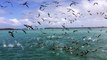 Des centaines d'oiseaux plongent pour attraper des poissons aux Galapagos : images magnifiques