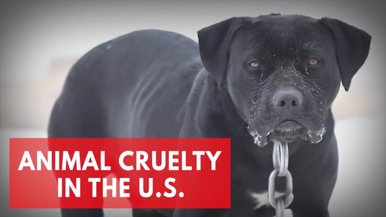 Animal cruelty in the U.S. - Best and worst sta...