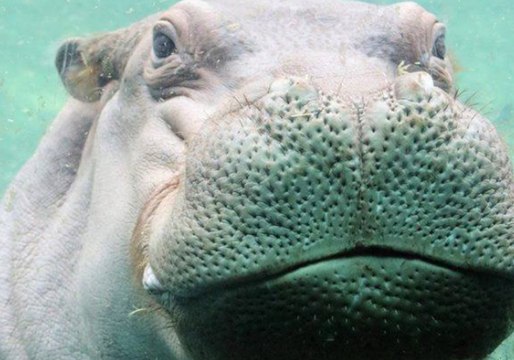 San Antonio Zoo's Timothy Eyes Fiona, Calls Himself a 'Hippo Looking for Love'