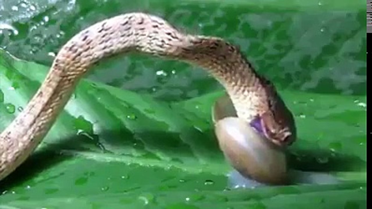 Pequeña Serpiente se como un Caracol
