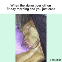 Friday Morning