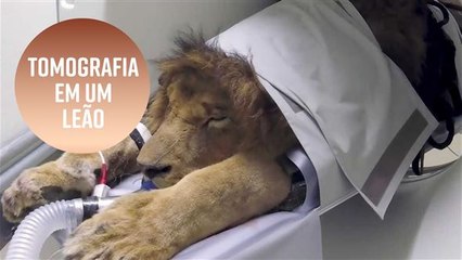 Leão africano passa por tomografia